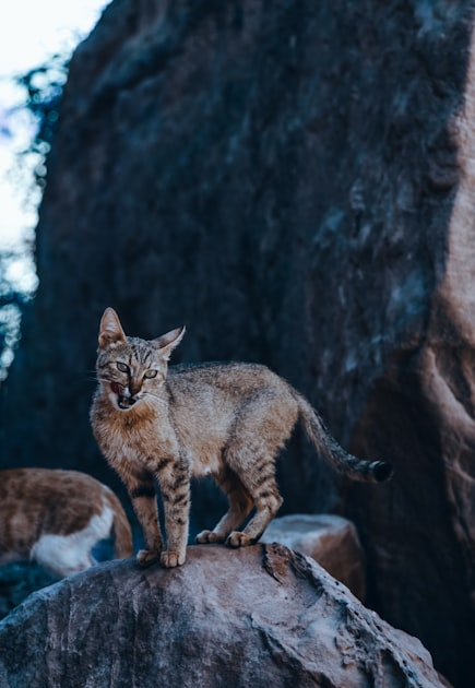 Preventing Wildlife Intrusions