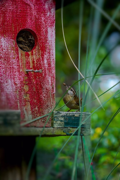 Signs of Wildlife Infestation
