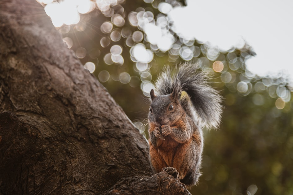 The Importance of Professional Wildlife Services