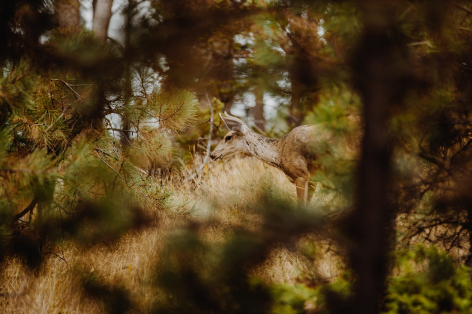 Wildlife Exclusion Techniques