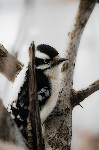Understanding Local Wildlife